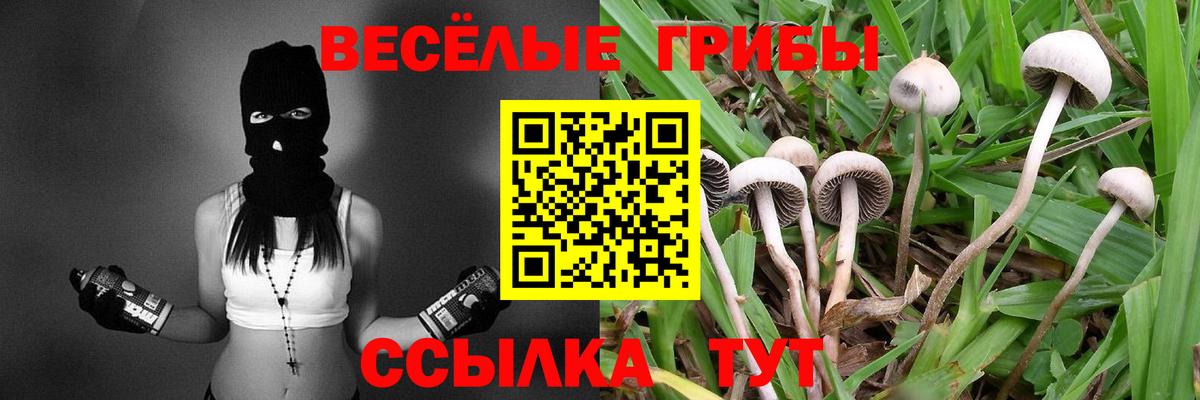 Галлюциногенные грибы Psilocybe Кинель